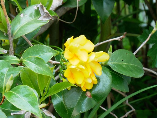 この花何の花気になる花 ３枚目 暇 人 ブログ お元気ですかい お酒とおしゃべりが大好き サークルスクエア